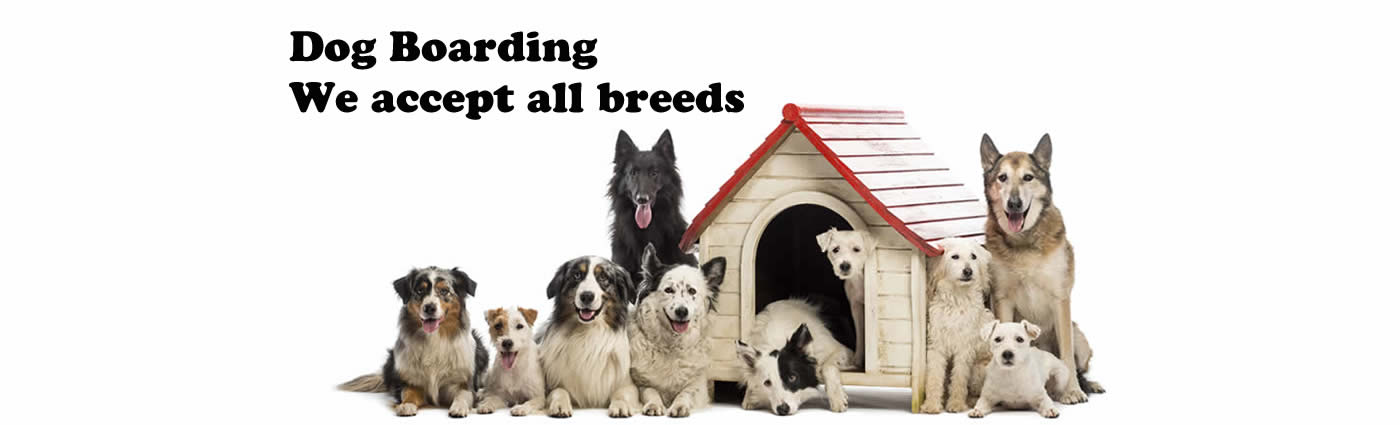 Dog boarding - we accept all breeds!